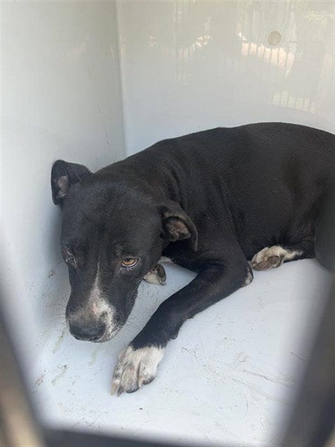Photo of A661991, adoptable Pit Bull Terrier in Houston, Texas