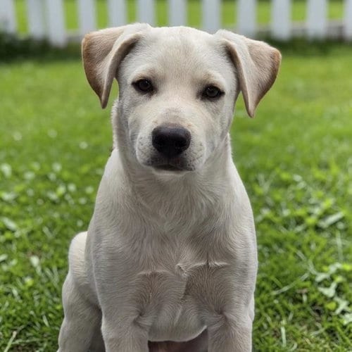 Photo of Rylee, adoptable Labrador Retriever in San Diego, California