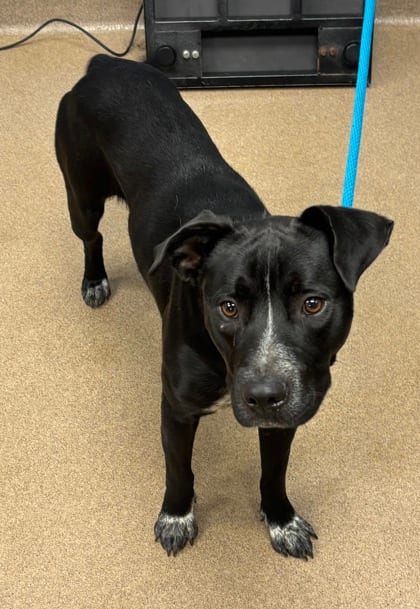 Photo of Shade, adoptable dog in Chamblee, Georgia
