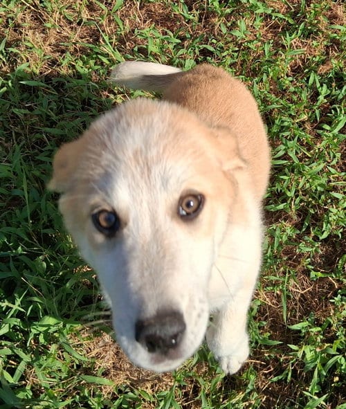 Photo of Nutmeg, adoptable Great Pyrenees in Stockport, Ohio