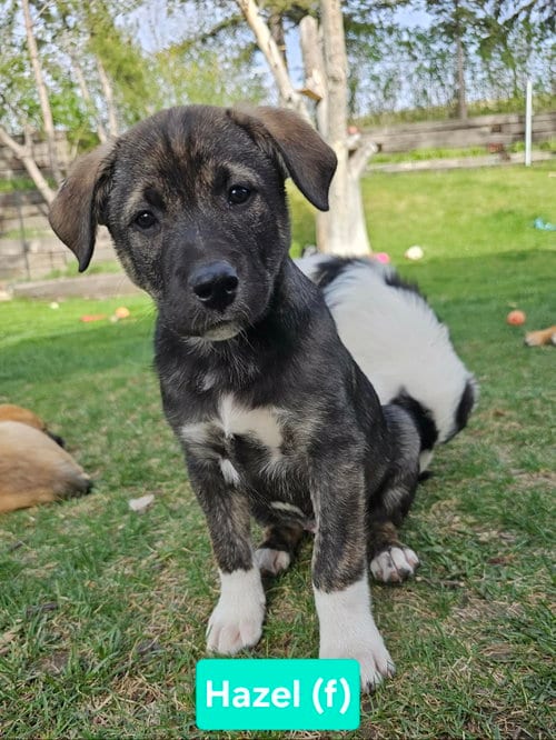 Photo of Hazel, adoptable Unknown breed (short coat) in Chinook, Montana