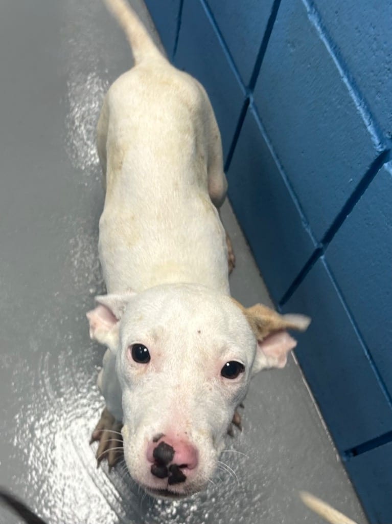 Photo of Mungus (Mx3), adoptable Terrier in Hartsville, South Carolina