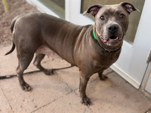 Photo of Esmeralda, adoptable American Pit Bull Terrier in Mesa, Arizona
