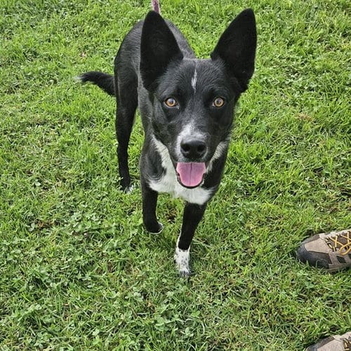 Photo of Twain, adoptable Border Collie in Camarillo, California