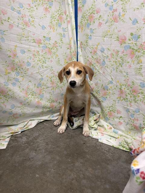 Photo of Reva, adoptable Labrador Retriever in Rosenberg, Texas