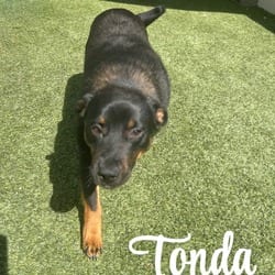 Photo of Tonda 1912, adoptable Mixed Breed (Medium) in Loxahatchee, Florida