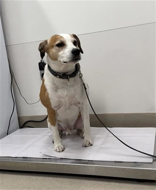 Photo of Ranger, adoptable American Pit Bull Terrier in Baytown, Texas