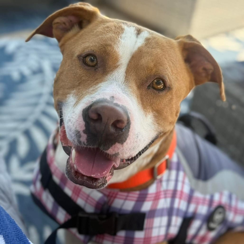 Photo of Ravioli, adoptable Terrier, American Staffordshire in Greensboro, North Carolina