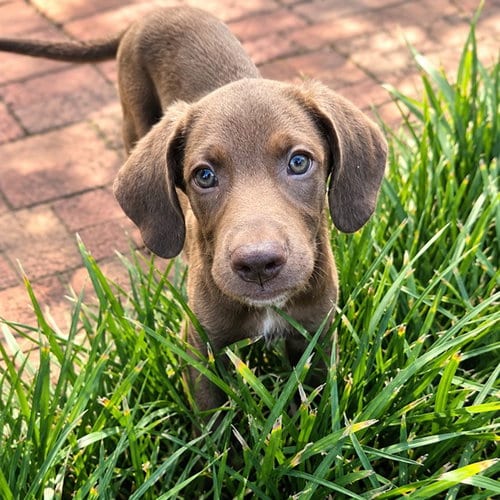 Photo of Roger, adoptable Labrador Retriever in Statesville, North Carolina