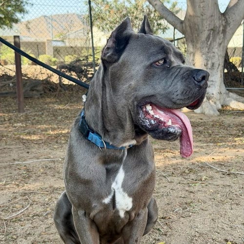 Photo of Roman, adoptable Cane Corso Mastiff in Goodyear, Arizona