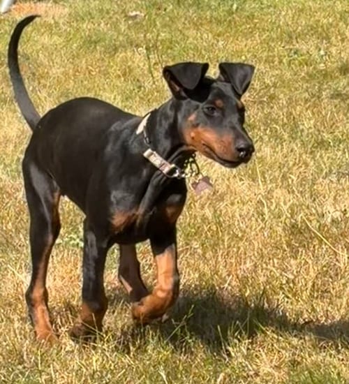 Photo of Black Betty, adoptable Doberman Pinscher in Seattle, Washington