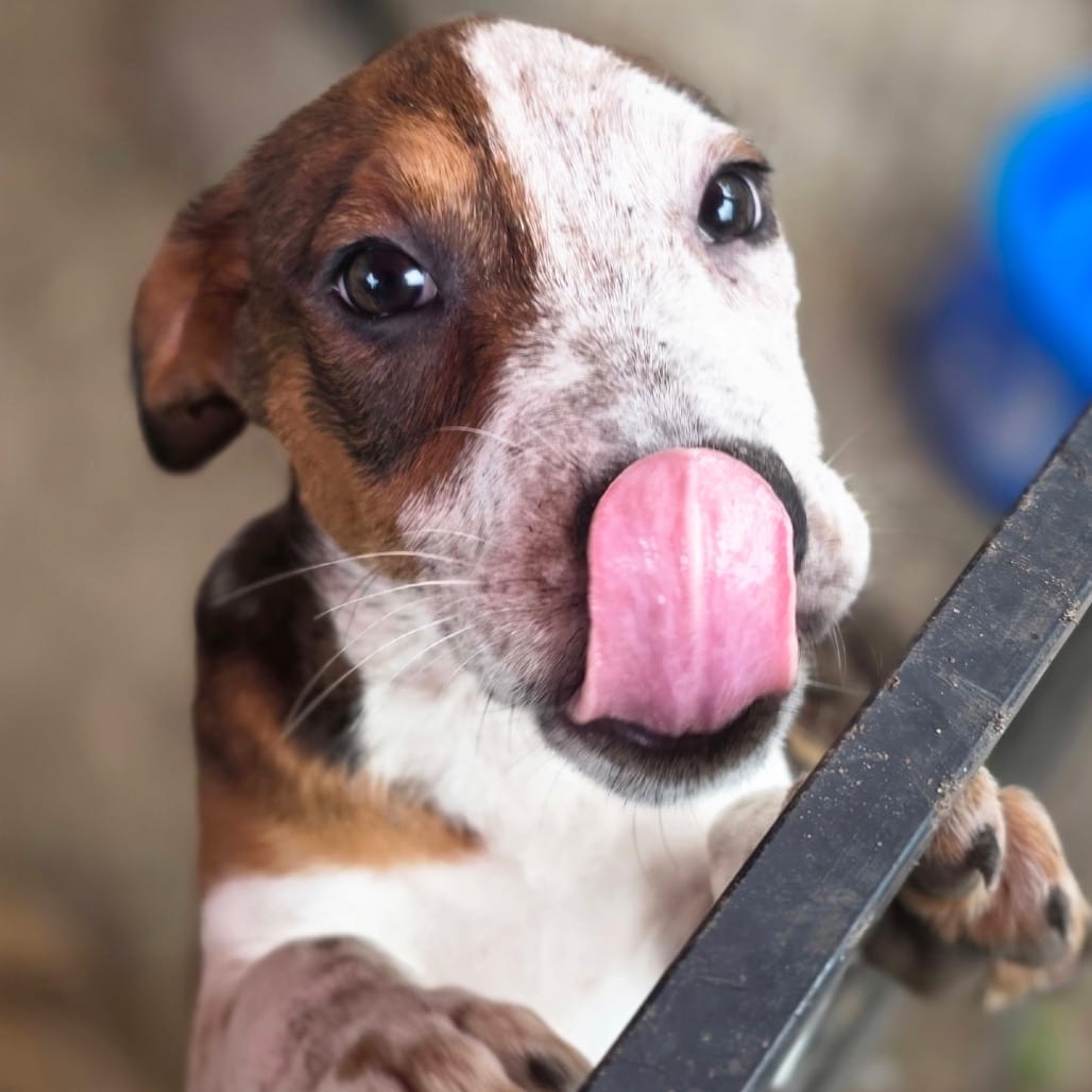Photo of Honeybee, adoptable Hound in Jersey City, New Jersey