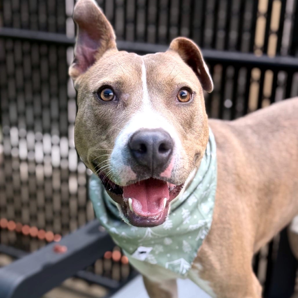 Photo of Donald, adoptable Terrier, Pit Bull in Greensboro, North Carolina