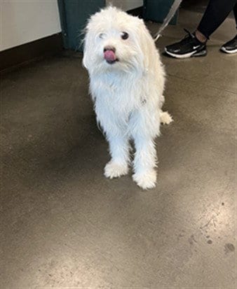 Photo of Dior, adoptable Maltese in Chatsworth, California