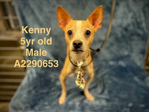 Photo of Kenny, adoptable Chihuahua in Chatsworth, California