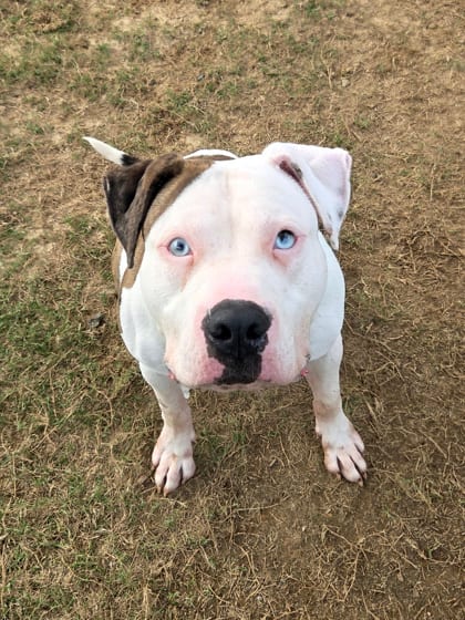 Photo of Aggron, adoptable dog in Atlanta, Georgia