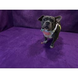 Photo of Misty, adoptable American Bulldog in Doral, Florida
