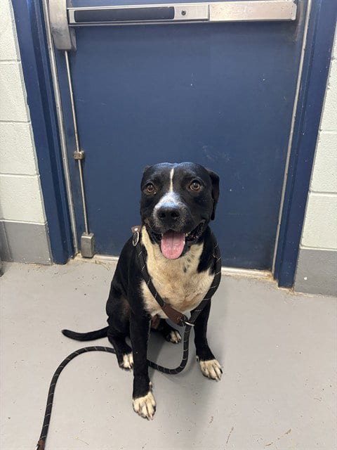 Photo of Dakota, adoptable American Pit Bull Terrier in Corpus Christi, Texas