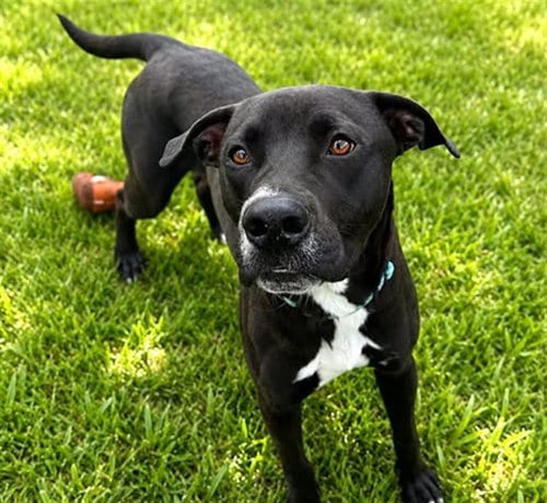 Photo of Okapi, adoptable Labrador Retriever in Ocala, Florida