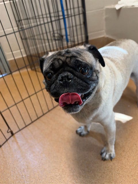 Photo of Arturo, adoptable Pug in San Jose, California