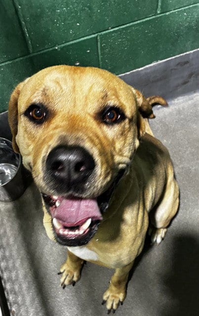 Photo of Sampson, adoptable Mastiff in Forestville, Maryland