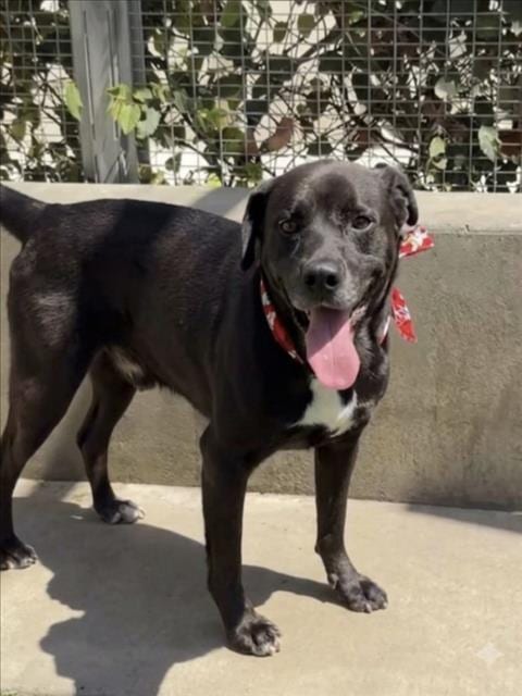 Photo of Toby, adoptable Labrador Retriever in San Pedro, California