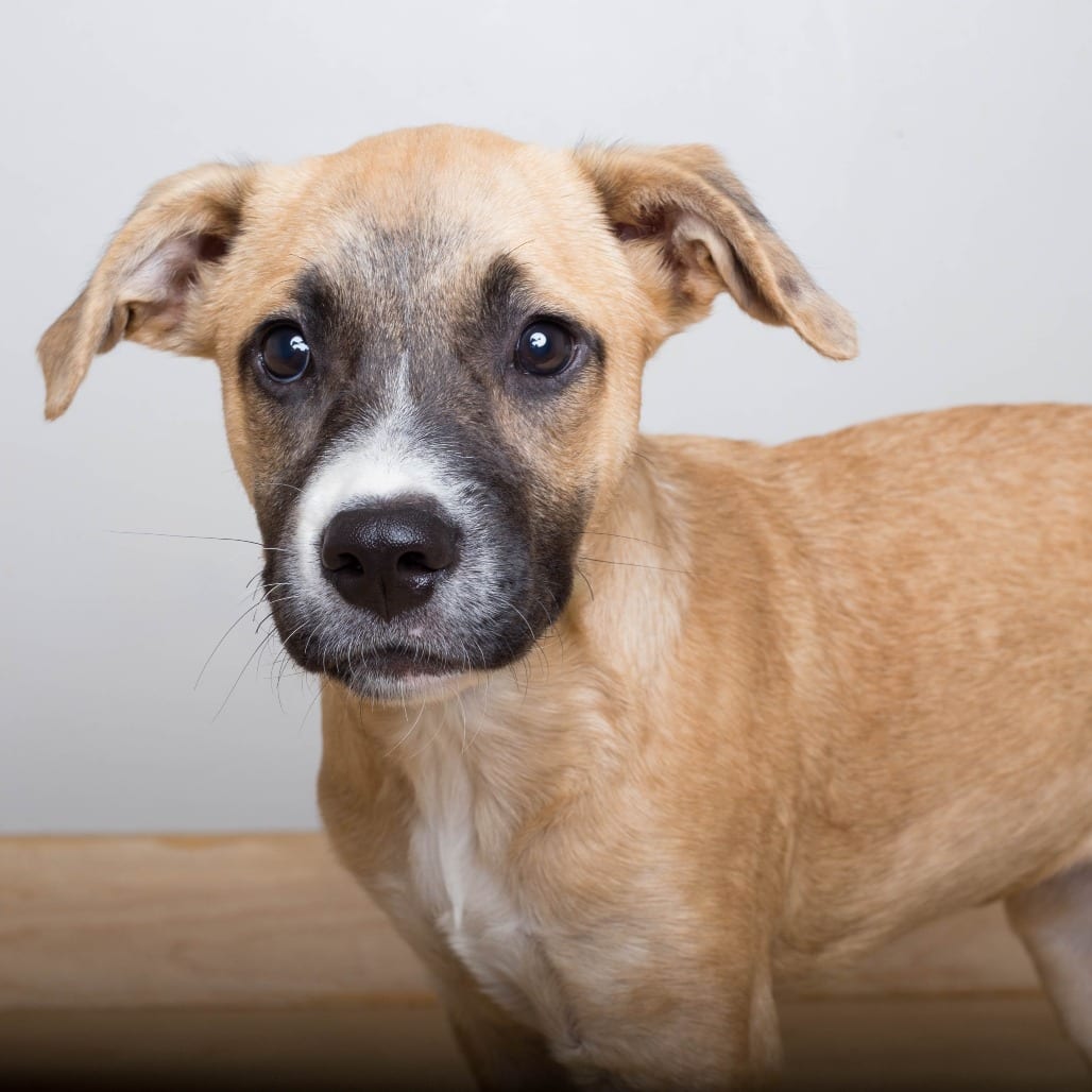 Photo of Oakley D70977, adoptable Shepherd, German / Mixed Breed (Medium) in Minnesota, Minnesota