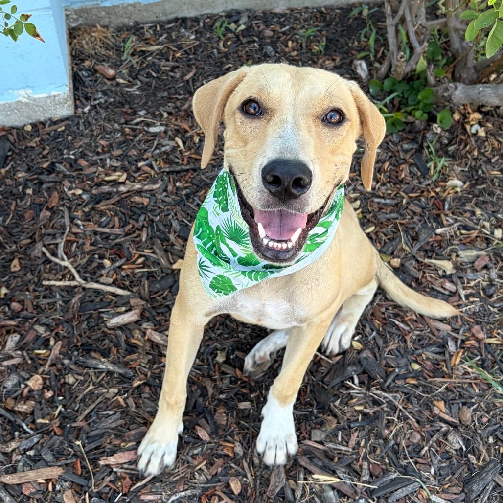 Photo of Michelle 26-08-066, adoptable Catahoula Leopard Dog / Mixed Breed (Large) in Bastrop, Texas