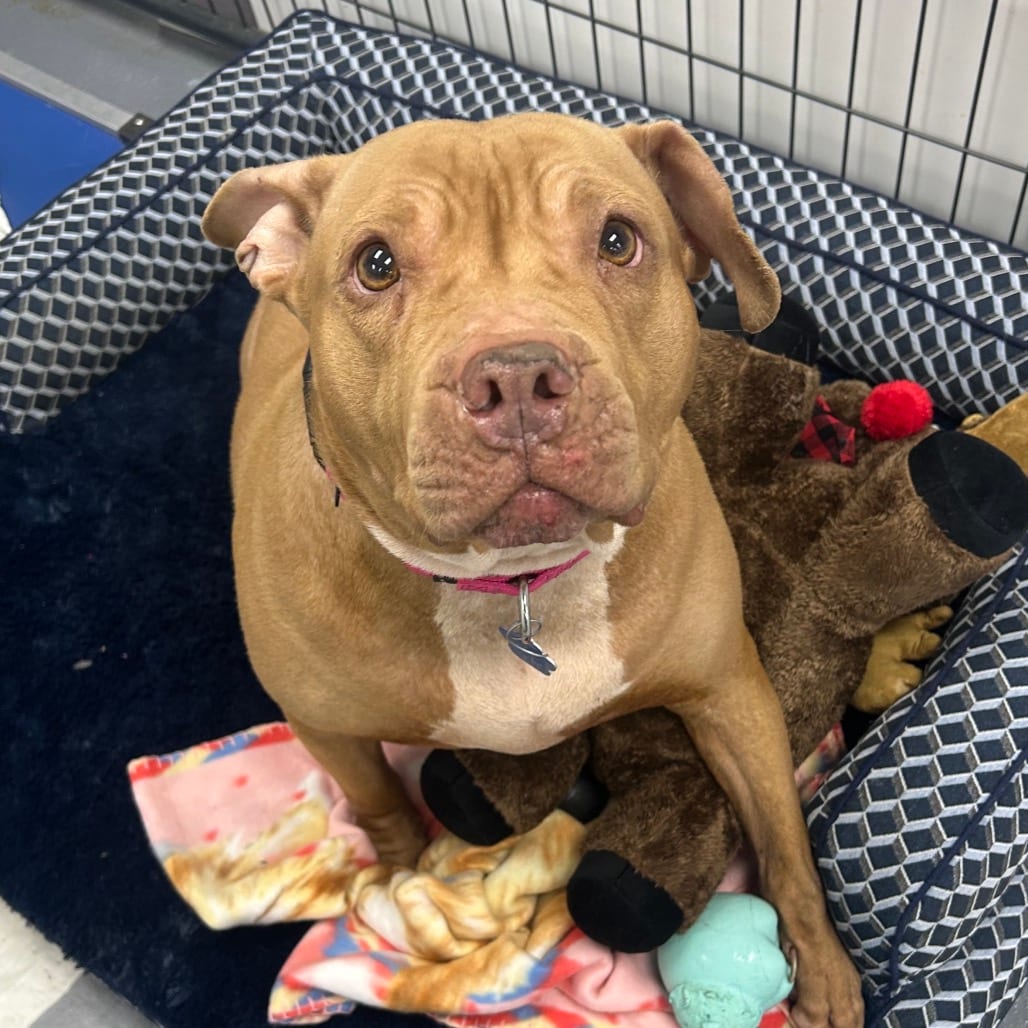 Photo of Martha Maye, adoptable Mixed Breed (Medium) / Mixed Breed (Medium) in Patchogue, New York