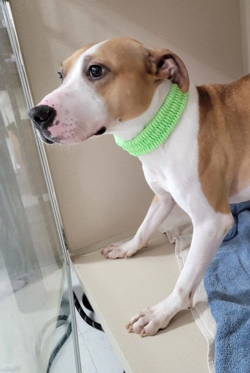 Photo of Kobe, adoptable Jack Russell Terrier in Lexington Park, Maryland