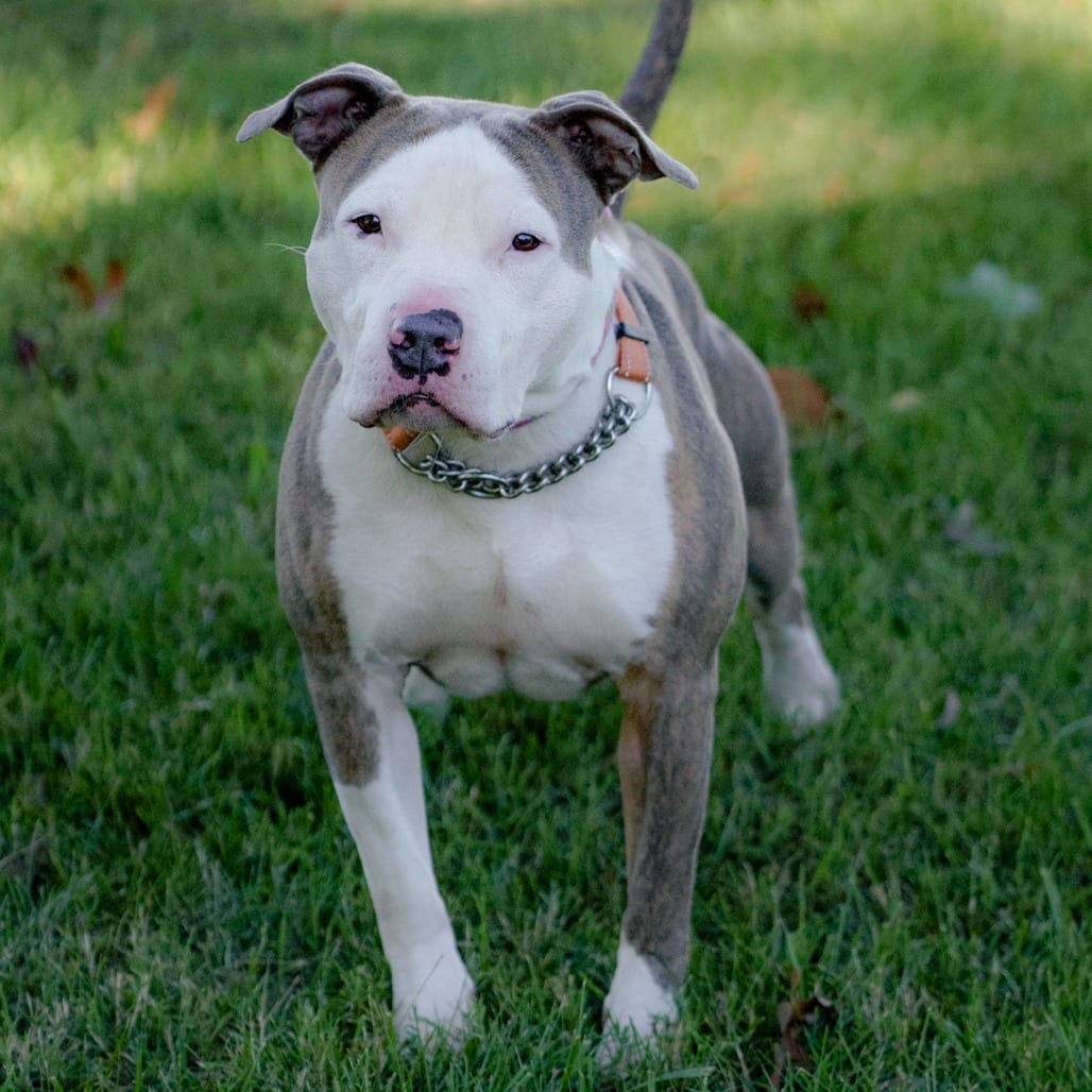 Photo of Busta, adoptable Mixed Breed (Medium) in Winston-Salem, North Carolina