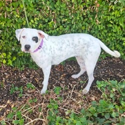 Photo of Ms. Gemma KH, adoptable American Pit Bull Terrier Hound (Unknown Type) in Baltimore, Maryland