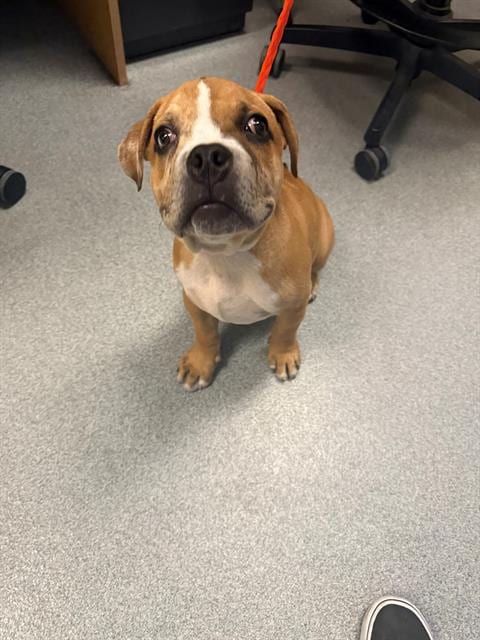 Photo of Osiris, adoptable English Bulldog in Orange, California