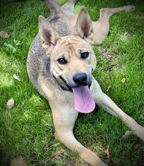 Photo of Dixie Pup, adoptable Carolina Dog in Lodi, California