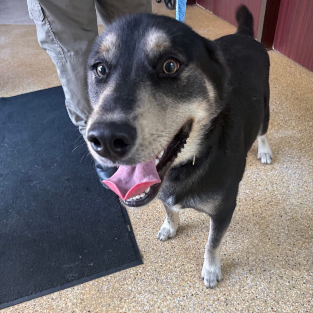 Photo of Duke, adoptable Shepherd, German in Houston, Texas