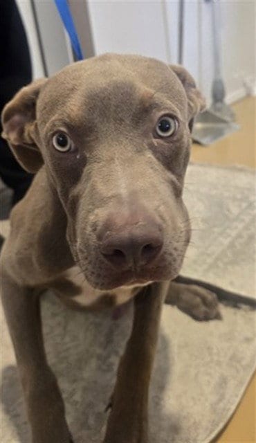Photo of Joey, adoptable Pit Bull Terrier in San Bernardino, California