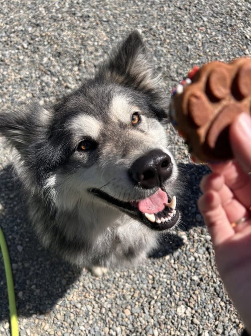 Photo of Chewie, adoptable Alaskan Malamute in Seattle, Washington