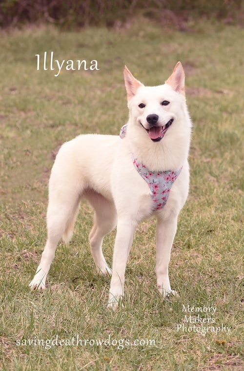 Photo of Illyana, adoptable Husky in Topeka, Kansas