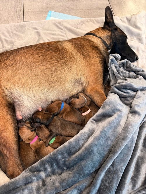 Photo of Pokemon- Baby Mew (light pink)- Located in Arizona, adoptable Belgian Shepherd Malinois in Imlay City, Michigan