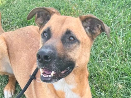 Photo of Argos, adoptable dog in Georgetown, Texas