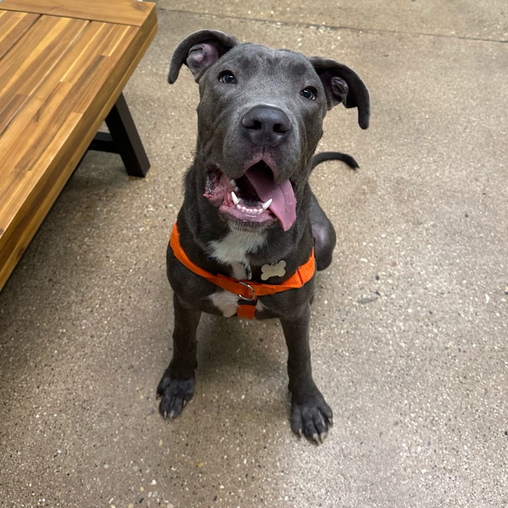 Photo of Jones, adoptable Mixed Breed (Large) in Skokie, Illinois