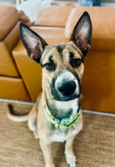 Photo of Xander, adoptable German Shepherd Dog in San Diego, California