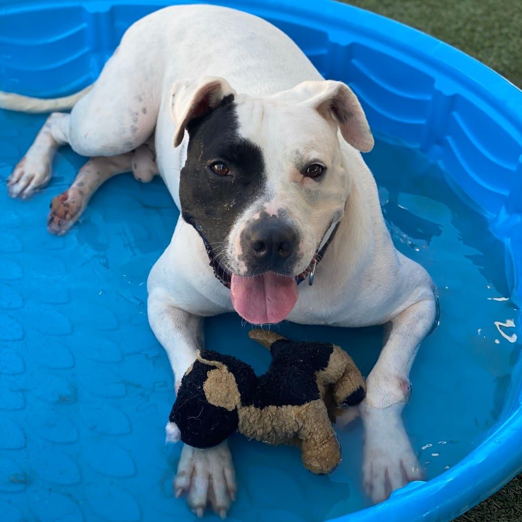 Photo of Ziggy, adoptable Terrier, Pit Bull / Mixed Breed (Large) in Riverside, California