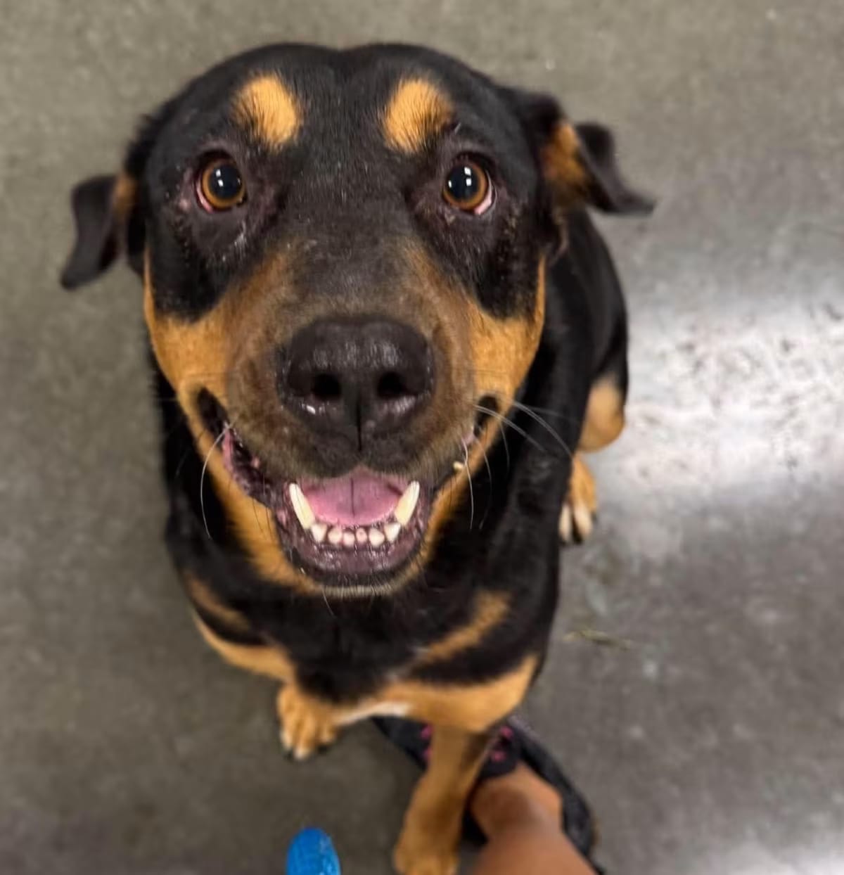 Photo of Velma, adoptable Setter (Unknown Type) in Dickinson, Texas