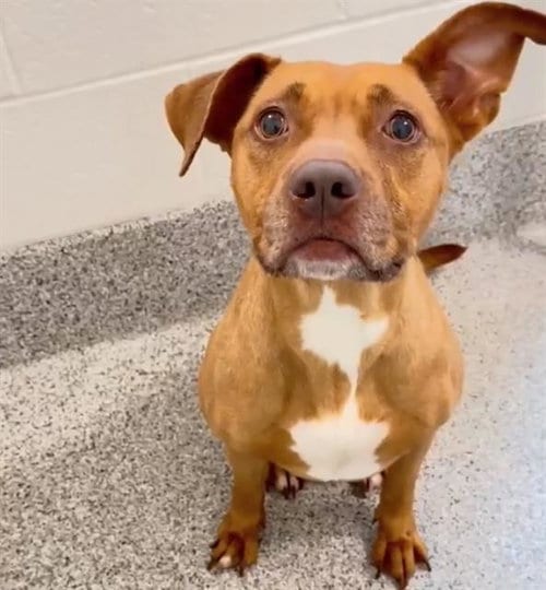 Photo of Mocha, adoptable Pit Bull Terrier in Houston, Texas