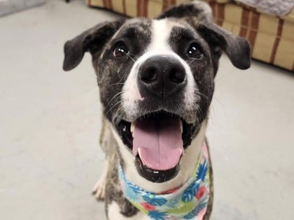 Photo of Khloe, adoptable dog in Georgetown, Texas