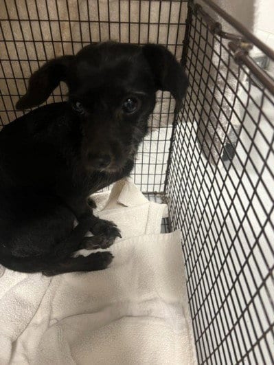Photo of Bud, adoptable Smooth Fox Terrier in Chatsworth, California