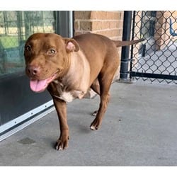 Photo of CoCo Bean, adoptable American Pit Bull Terrier in Baton Rouge, Louisiana