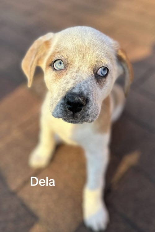 Photo of Dela, adoptable Husky in Springdale, Pennsylvania