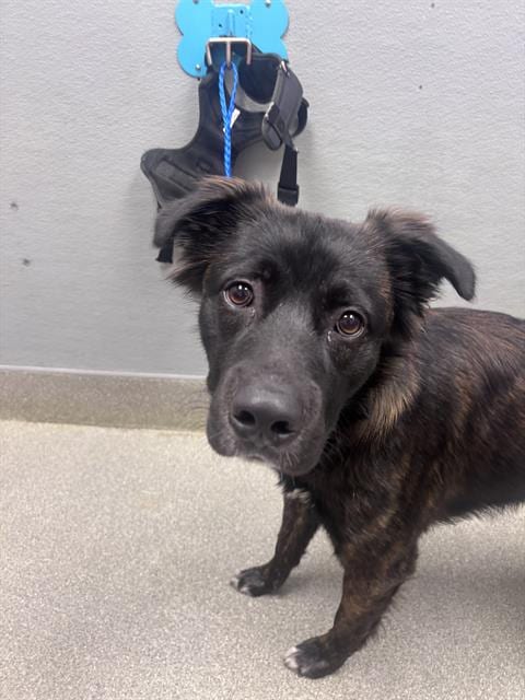 Photo of Bubble Pop, adoptable German Shepherd Dog in Las Vegas, Nevada